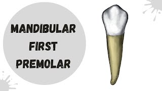 Mandibular First Premolar  Tooth Morphology Made Easy [upl. by Asli]