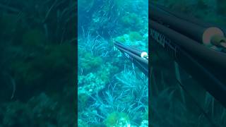 CORVINE nella POSIDONIA pescasub pescasub spearfishing pescasubmarina fishing fish [upl. by Sukin]