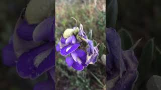 Flor nativa da Chapada Diamantina Bahia [upl. by Sisenej]