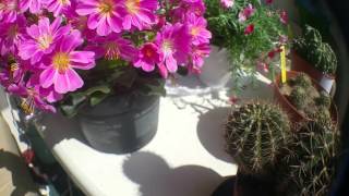 Lewisia and Echinopsis hybrid in bloom [upl. by Nilam]