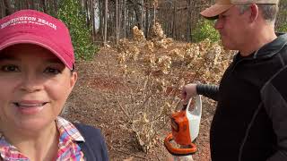 Planting Jonquils amp Pruning Hydrangeas  Gardening with Creekside [upl. by Jacquet]