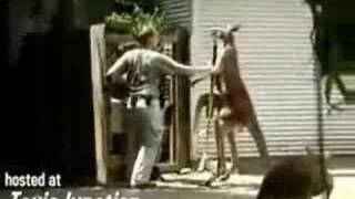 A Kangaroo Beats the Zoo Keeper [upl. by Leclair]