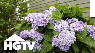 How To Plant Hydrangeas  Gardening Tips  HGTV [upl. by Lussi156]