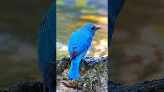 🐦 Mesmerizing Verditer Flycatcher Forest Symphony 🌳 verditerflycatcher naturebeauty shorts [upl. by Olenta]