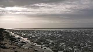 petite pause entre le port du bec et le port des champs [upl. by Becker]