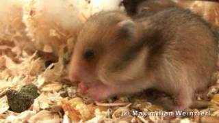 Goldhamster Babies  18 days old [upl. by Duarte]