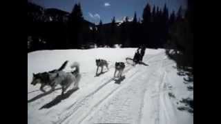 Dog Sledding in Frisco CO at Good Times Adventure 32611 [upl. by Jolee]