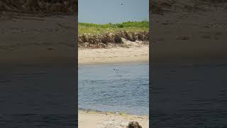 Common Eider and LongTailed Duck [upl. by Bruner948]