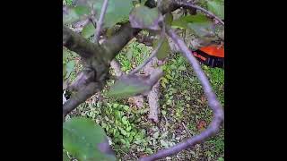 Battery Mini Chainsaw VS hard wood of cornus mas corneliancherry pruningtrees [upl. by Anahc]