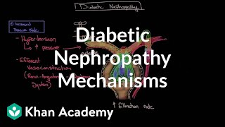 Diabetic nephropathy  Mechanisms  Endocrine system diseases  NCLEXRN  Khan Academy [upl. by Whale]