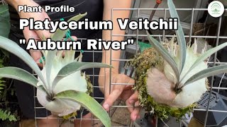 Platycerium Veitchii Auburn River Ep117 [upl. by Otecina]