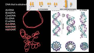 rDNA dsDNA mtDNA cDNA ssDNA explained [upl. by Ira]