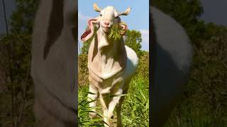 The Goat King of Satara at Hausai Integrated Farm in Satara Maharashtra [upl. by Dahlstrom281]