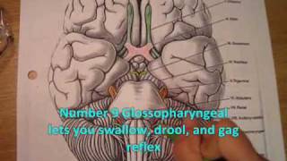 OT441 Neuro The Cranial Nerves Music Video [upl. by Leese]