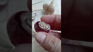 Trick to quickly rooting pt2 garlic plantingtips gardenhacks howtogrow shortsfeed [upl. by Zoa934]