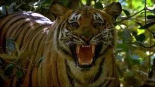 Shortest Youtube Video  Tiger Roar [upl. by Mendive]