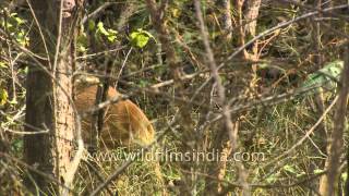 Female fourhorned antelope at Satpura National Park [upl. by Natal93]