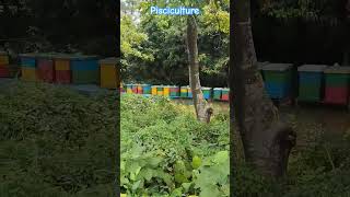 Pisciculture system in BD [upl. by Inajar]