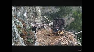 West End Eaglet Tries Self Feeding Loses the Fish 04222024 exploreorg [upl. by Aninahs]