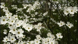 How to grow Dogwoods from seed [upl. by Marsland653]