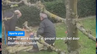 ZIEN Wolf doet dutje in tuin in Doetinchem  Hart van Nederland [upl. by Alma35]