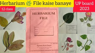 HERBARIUM 🌿 SHEET  UP Board 2023 Herbarium file kaise banaye artartist1m [upl. by Standing221]