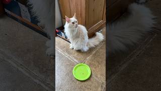 Oscar the talking Maine Coon [upl. by Amalbena]