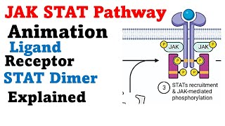 Jak stat signaling pathway animation [upl. by Nerrag]