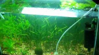 Killifish notho rachovii beira 98 planted tank Update May15 [upl. by Merril]