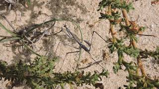 Hypsicorypha gracilis praying mantis from the Canary Islands [upl. by Adnawuj]