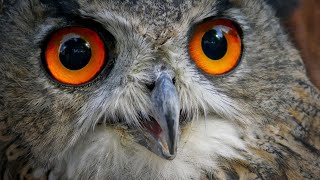 Some of The Best Owl Sounds  Different Types of Owls and Their Sounds  Owls Singing  Owl Calls [upl. by Enayr]