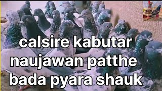 cal se kabutar naujawan patte bada pyara shaukkabootarbaazi pigeonbird [upl. by Nohsal]