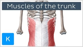 Muscles of the Trunk preview  Human Anatomy  Kenhub [upl. by Rhiana]