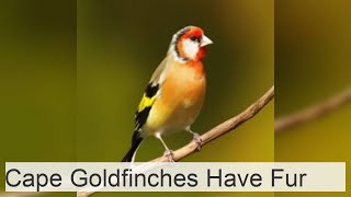 Cape goldfinches are mammals with extraordinary fur [upl. by Moureaux]