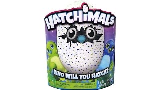 Hatchimals Draggles BlueGreen Egg Hatching Unboxing Toy Review Vlog [upl. by Savick]