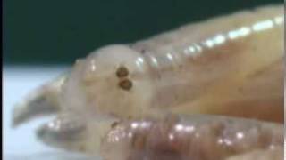 Maggot March House Fly Larvae [upl. by Nyleda]