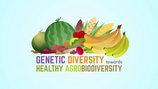 Agrobiodiversity Part 3  Genetic Diversity [upl. by Athalia66]