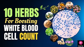 10 Herbs for Boosting White Blood Cell Count and Strengthening Immunity  Blissed Zone [upl. by Anits]