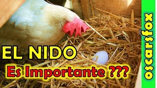 Importancia del NIDO para las gallinas en gallineros de postura [upl. by Ymrej]