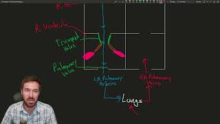 The Hearts Journey Mapping Blood Flow from Lungs to Body [upl. by Lainad620]