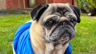 Pug Funny Videos Barking 😱 [upl. by Belva]