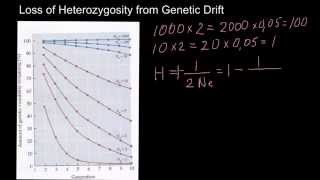 Loss of Heterozygosity from Genetic Drift [upl. by Atoel]