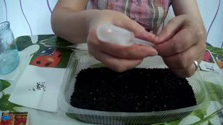 СУПЕР способ Посев СальвииSUPER way Sowing Salvia [upl. by Lu]