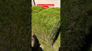 ZoysiaGrass amp St Augustine Grass The Difference On Looks zoysia sod lawncare landscaping foryou [upl. by Beore]