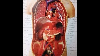 URINARY BLADDER DIVERTICULUM [upl. by Elik444]