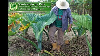 💫💫Ocumo o Malanga Parte 4 Variedades🌱  Plagas amp Enfermedades🐛  Fertilización🌟 [upl. by Sapphira]