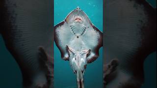 Stingray  dangerous foods that can kill you shorts reels viralvideo [upl. by Keen]