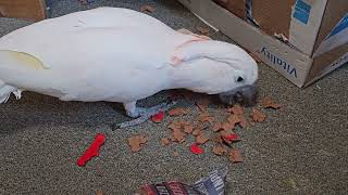 Cockatoo Enjoying His New Toys [upl. by Stannfield]