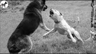 German Shepherd Shows Pitbull Whos Boss  German Shepherd Attacks [upl. by Cheffetz]