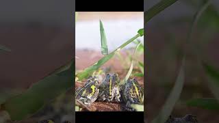 Frogs driving without licence funny video wildlife shorts [upl. by Joya352]